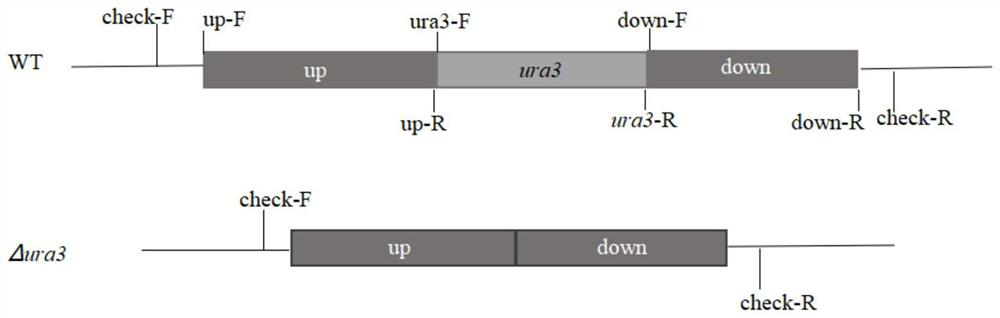 Preparation of strain for traceless genetic transformation