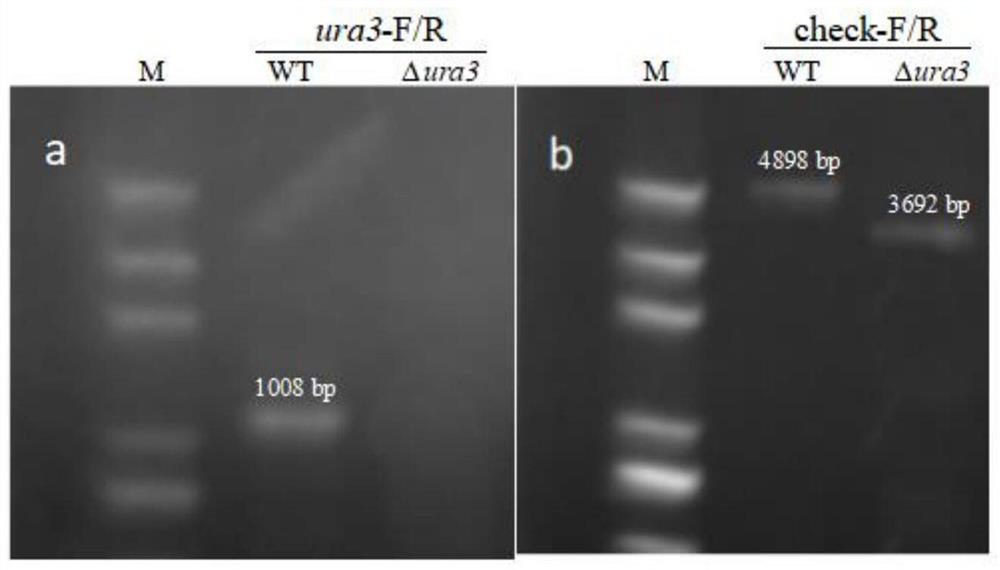 Preparation of strain for traceless genetic transformation