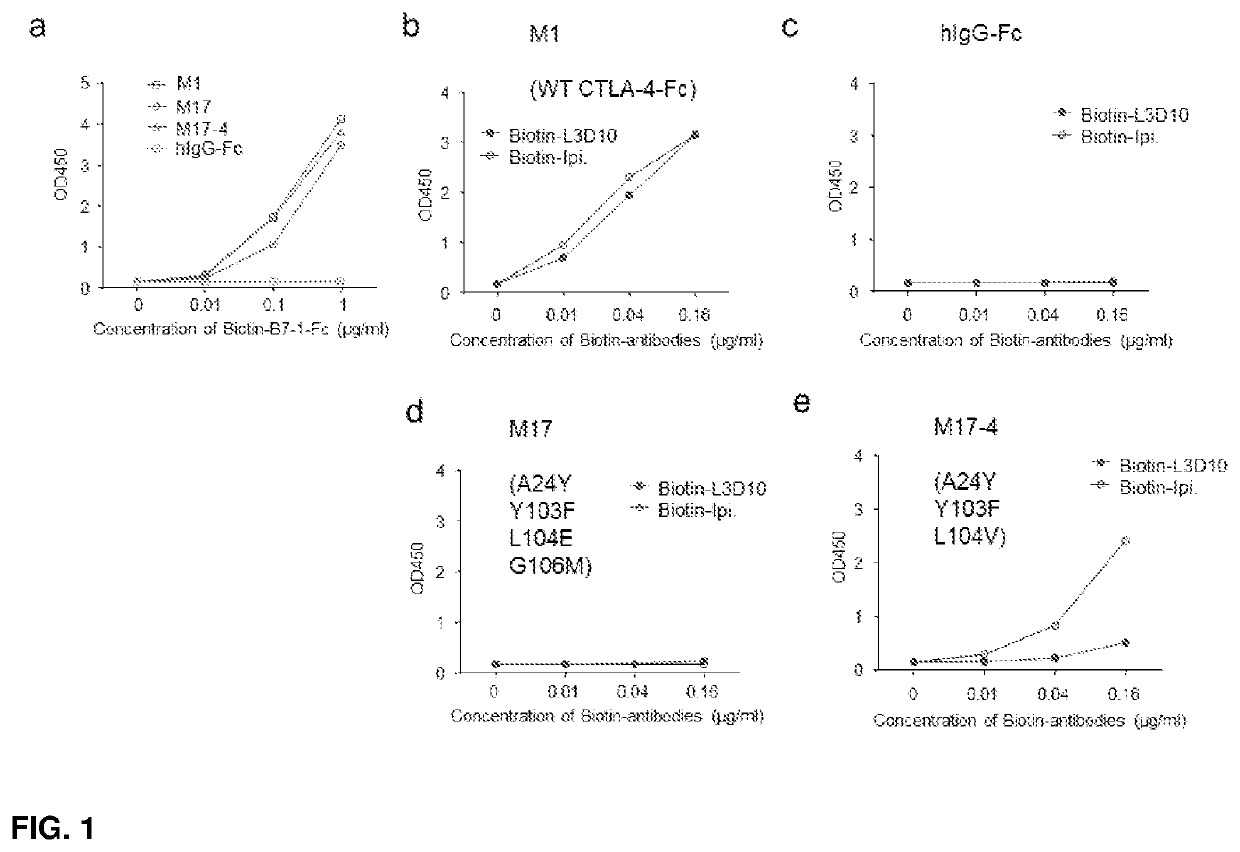 Methods of selecting and designing safer and more effective Anti-ctla-4 antibodies for cancer therapy