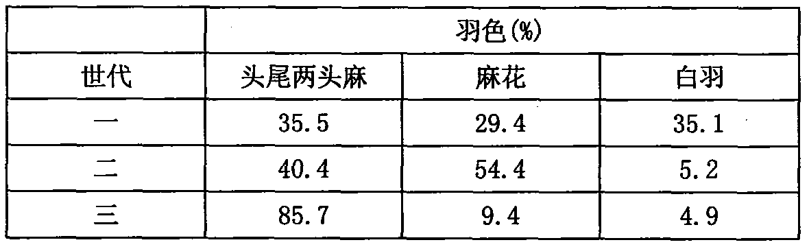 Method for breeding two-point-pattern lacy duck new breed