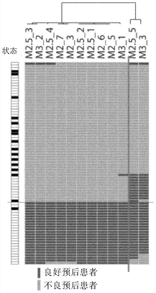 A system for predicting the prognosis of locally advanced gastric cancer