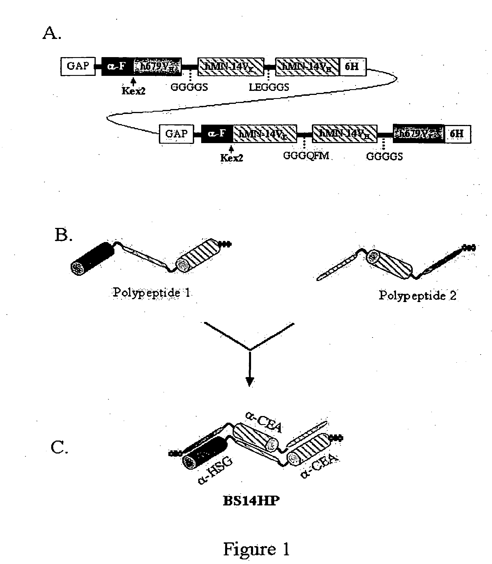 Polyvalent protein complex