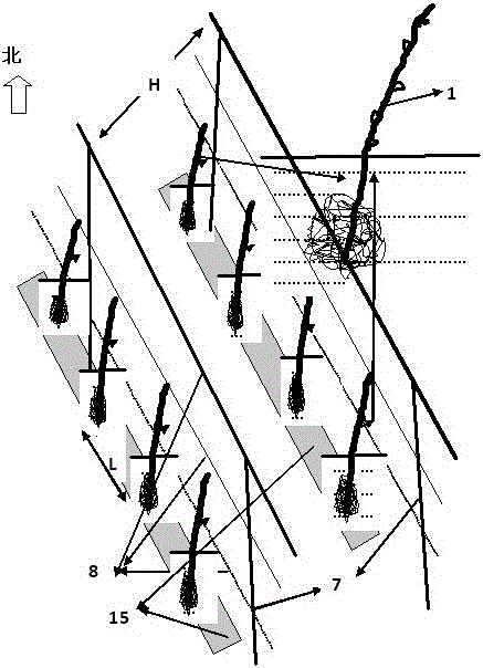 A technical method of combining ground planting and potted grapes