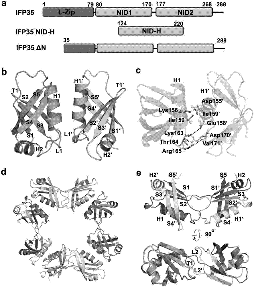 Methods and compositions for treating and/or preventing a disease or disorder associated with abnormal level and/or activity of the IFP35 family of proteins