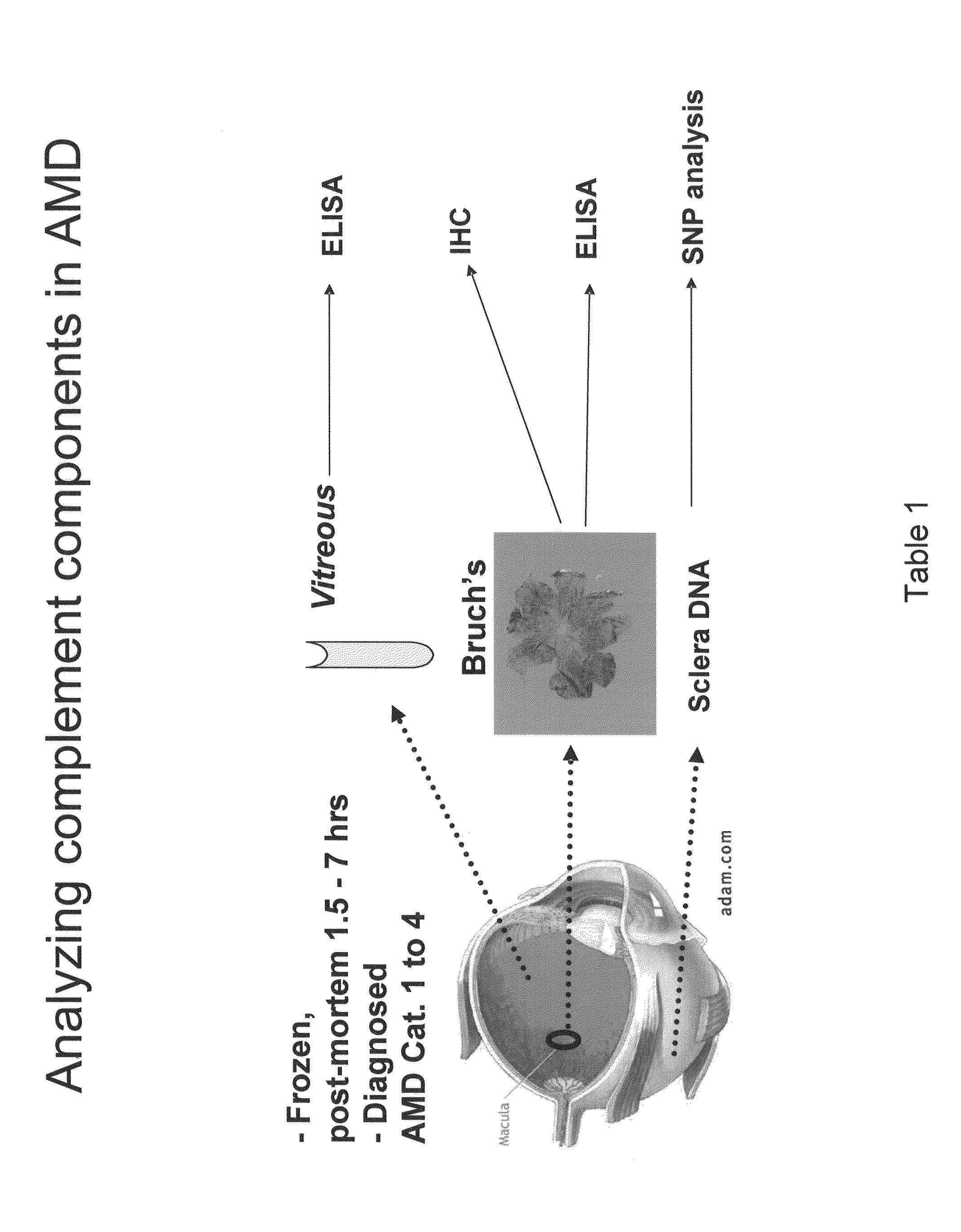 Anti-factor B antibodies and their uses