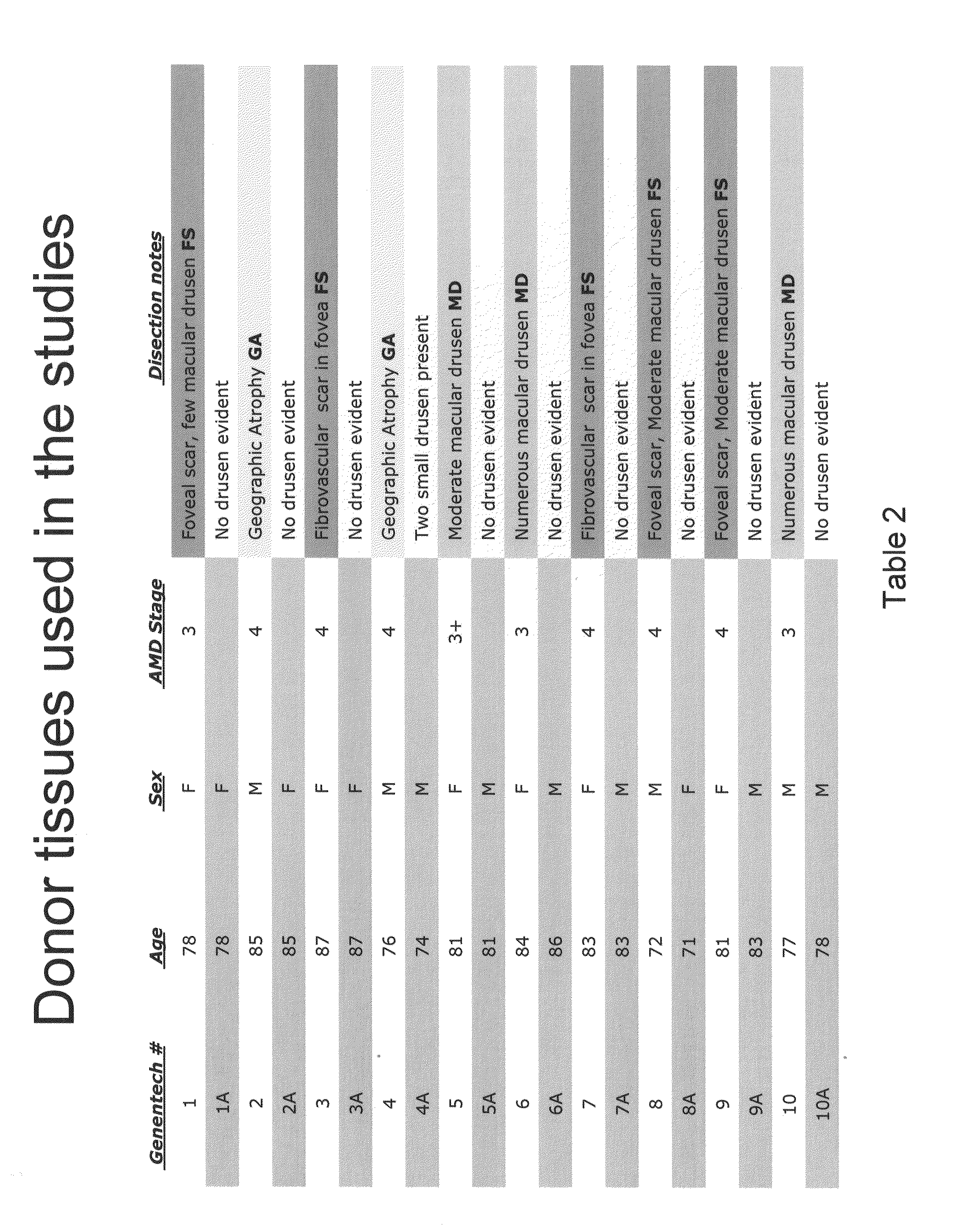 Anti-factor B antibodies and their uses