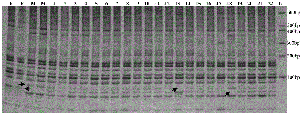 A method for identifying the genetic purity of pear hybrid seedlings