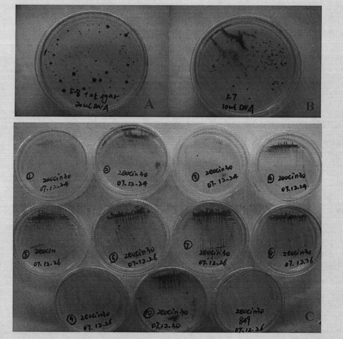 Method for breeding high-yield photosynthetic-hydrogen-production chlamydomonas reinhardtii through cell nucleus insertion mutagenesis