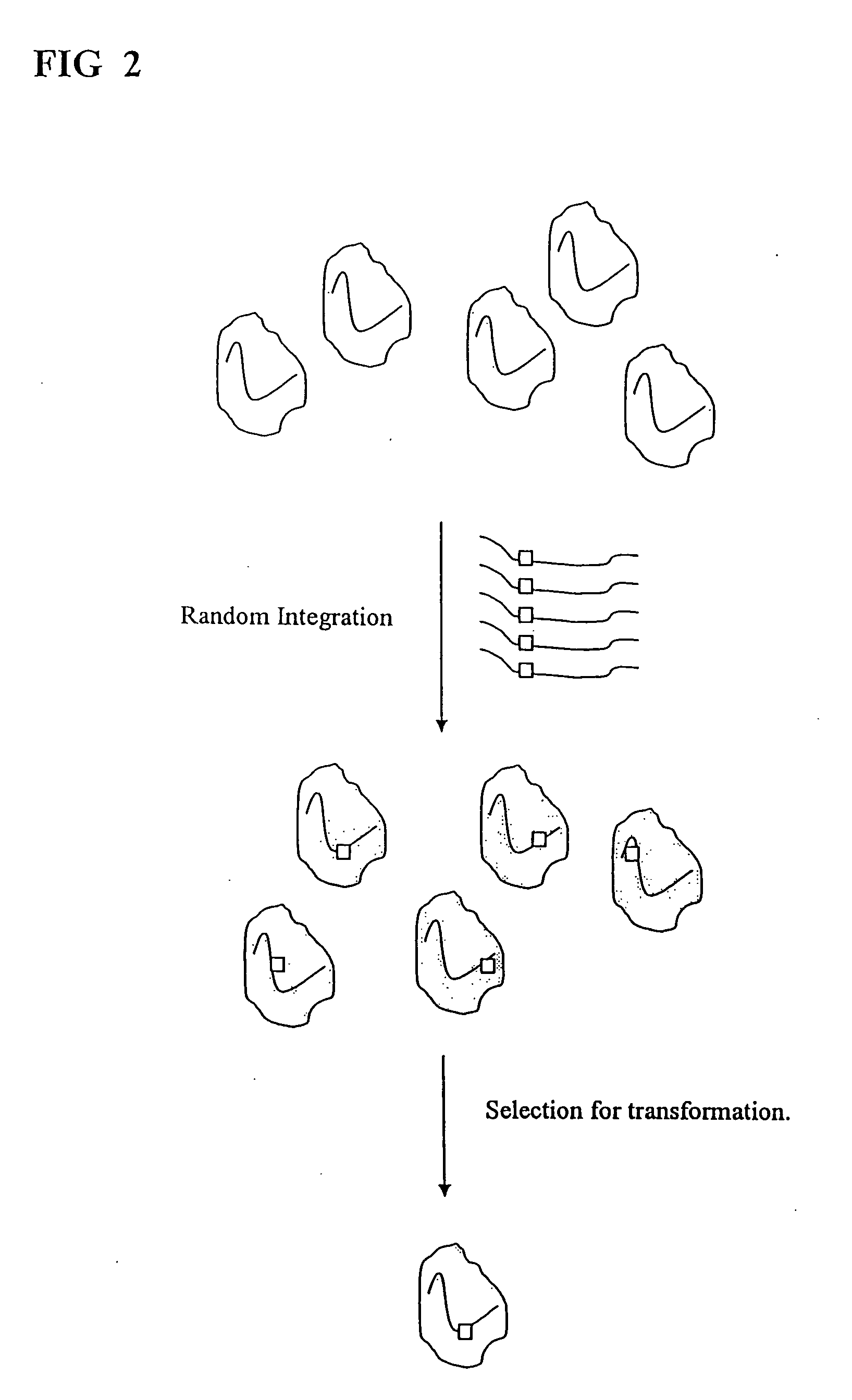 Efficient generation of expression cell lines through the use of scorable homeostatic reporter genes