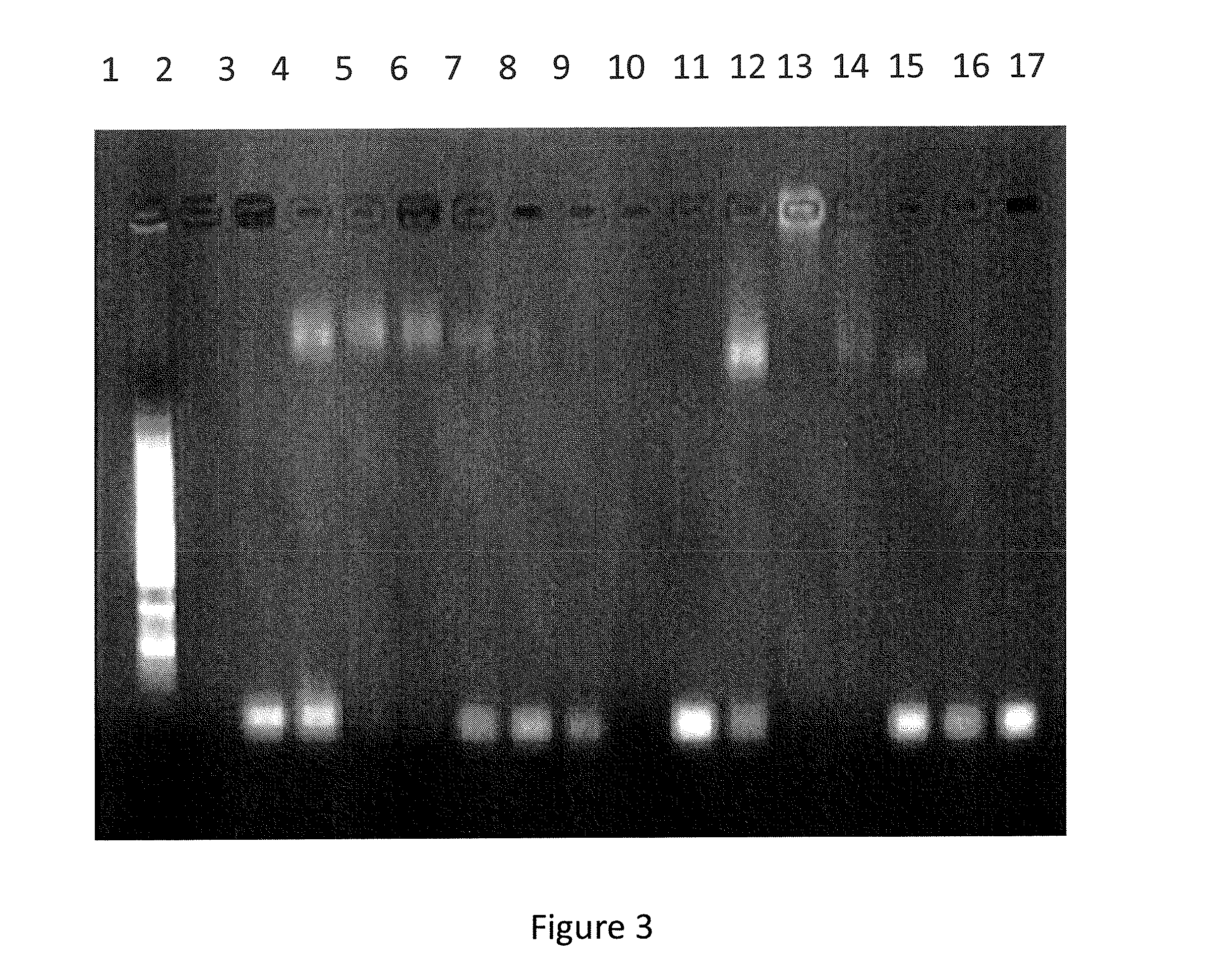 Modified Coiled Coil Type Proteins having Improved Properties