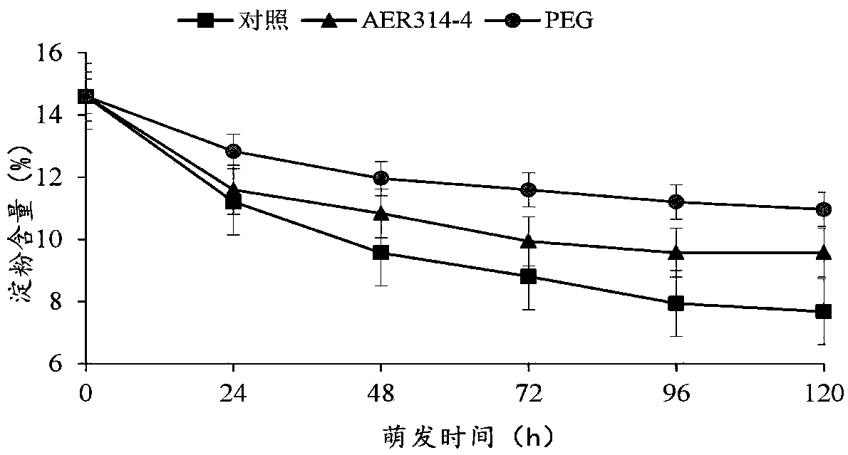 Symbiotic drought-resistance seed germination-promotion endophytic bacterium and application thereof