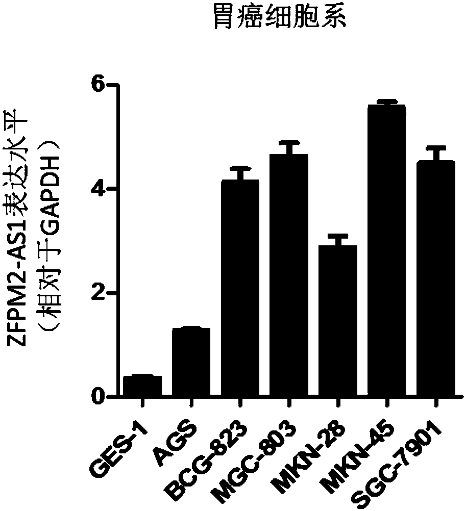 Applications of ZFPM2-AS1 in preparation of gastric cancer diagnostic reagents or kits