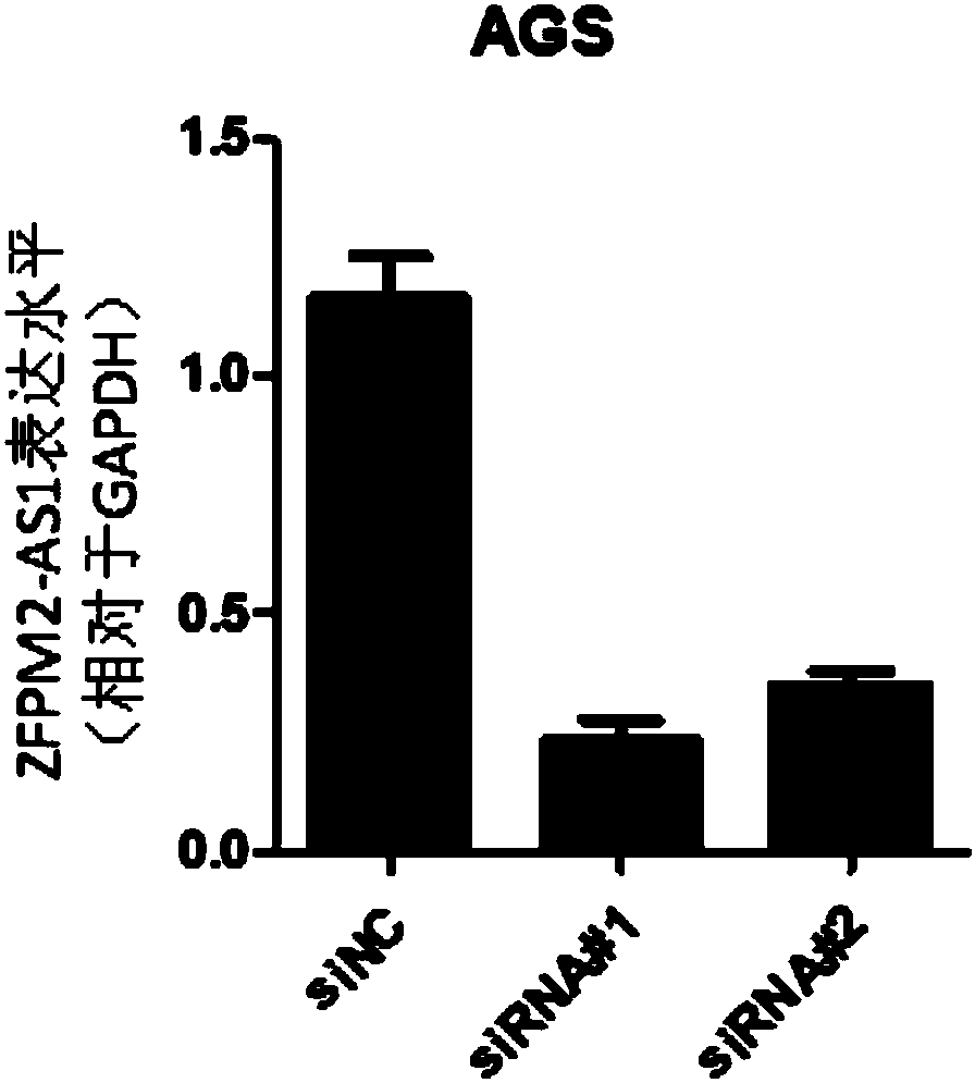 Applications of ZFPM2-AS1 in preparation of gastric cancer diagnostic reagents or kits