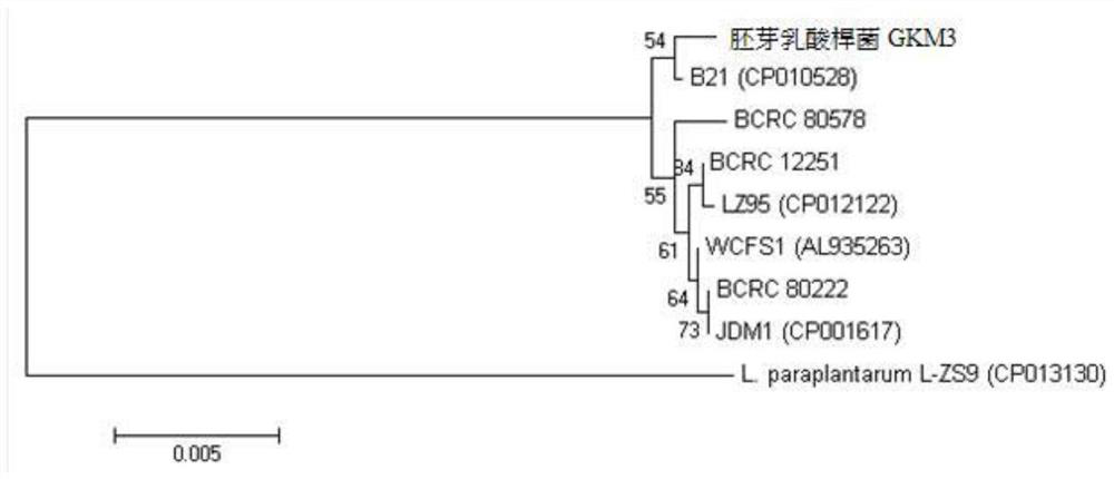 Lactobacillus plantarum and its use for lowering uric acid, improving allergy and lowering blood sugar