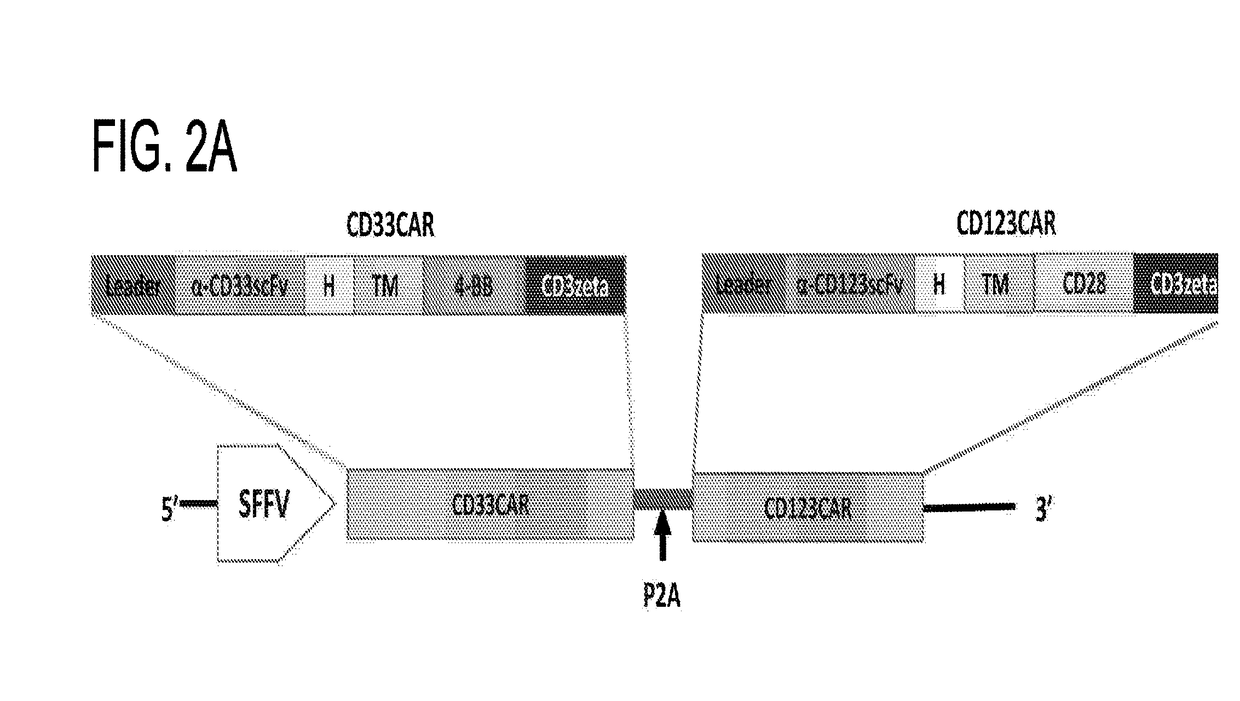 CHIMERIC ANTIGEN RECEPTORS (CARs), COMPOSITIONS AND METHODS OF USE THEREOF