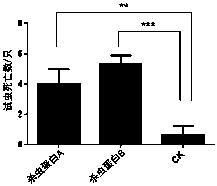 Artificial feed used for bioassay of young larvae of red palm weevils