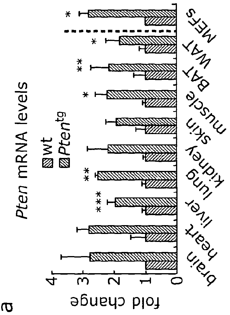 Use of P13K Inhibitors for the Treatment of Obesity, Steatosis and ageing