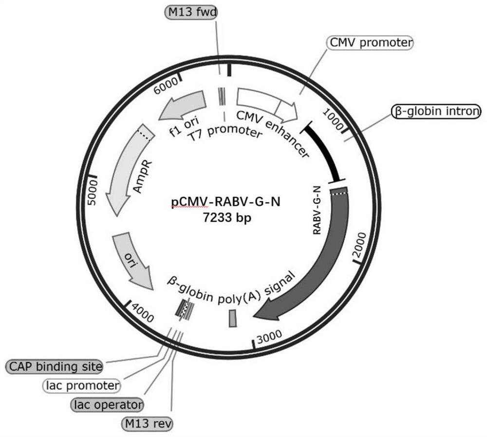 Recombinant gene of rabies virus, recombinant pseudovirus as well as construction method and application of recombinant pseudovirus