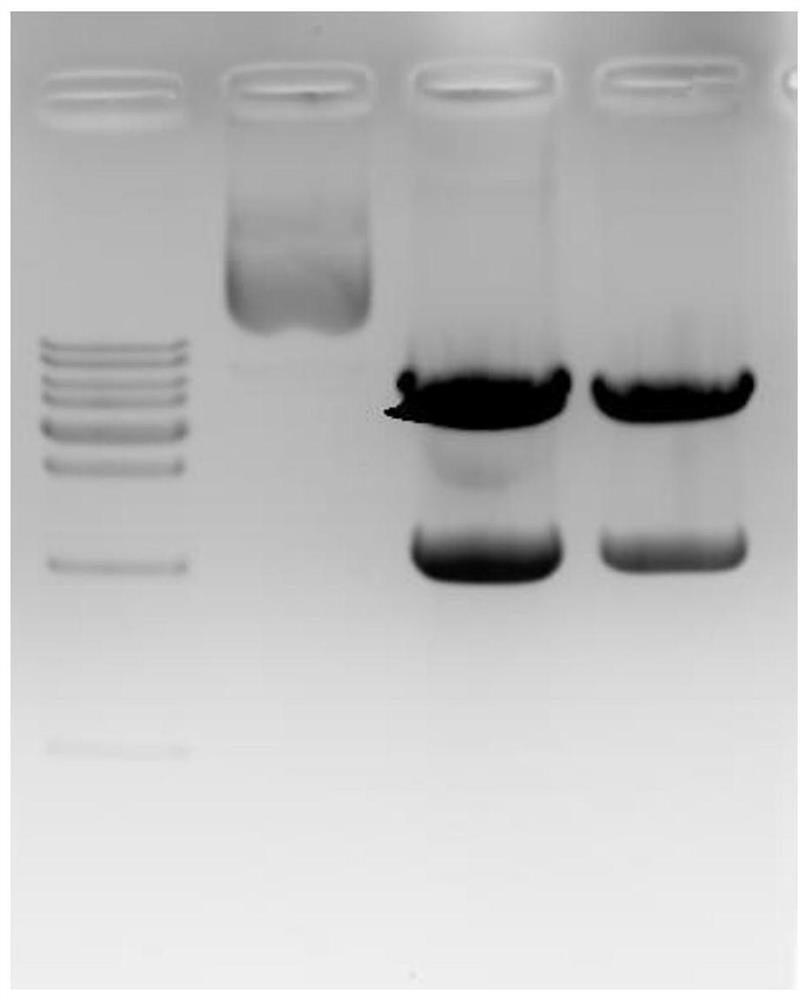 Recombinant gene of rabies virus, recombinant pseudovirus as well as construction method and application of recombinant pseudovirus