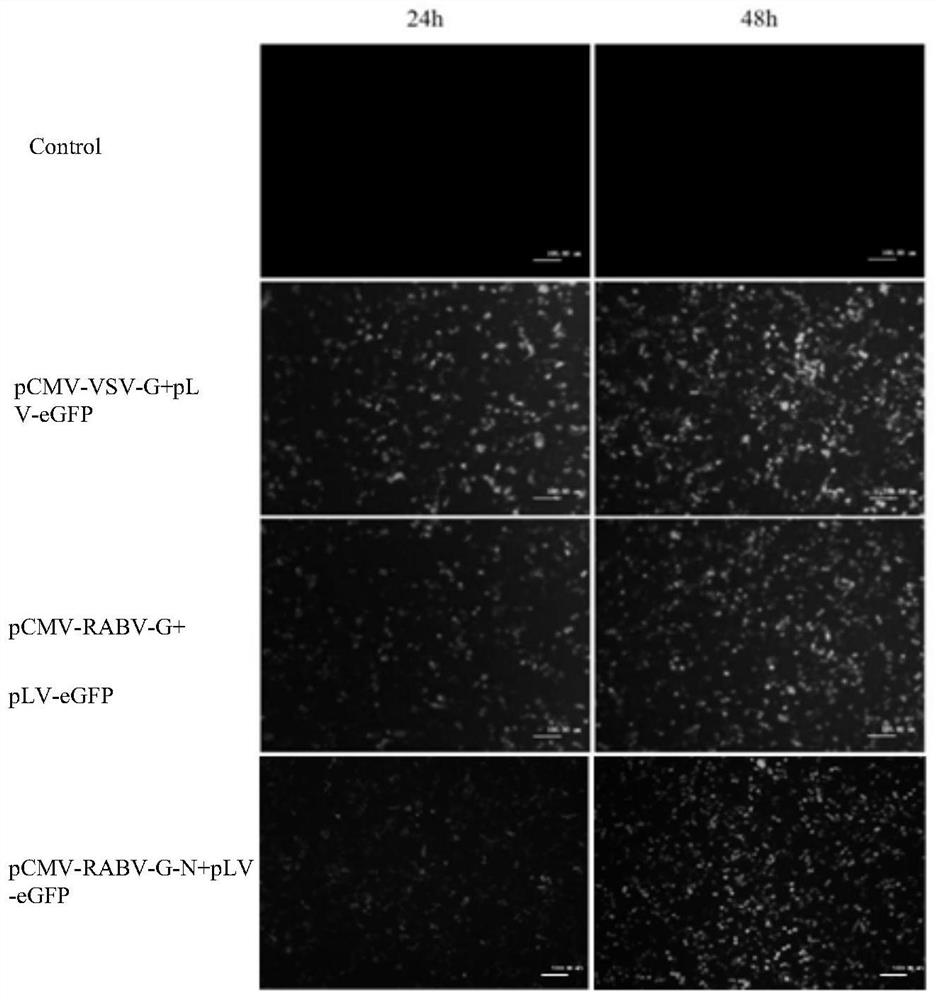 Recombinant gene of rabies virus, recombinant pseudovirus as well as construction method and application of recombinant pseudovirus