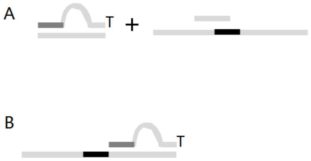 Double-ended library tag composition and application thereof in MGI sequencing platform