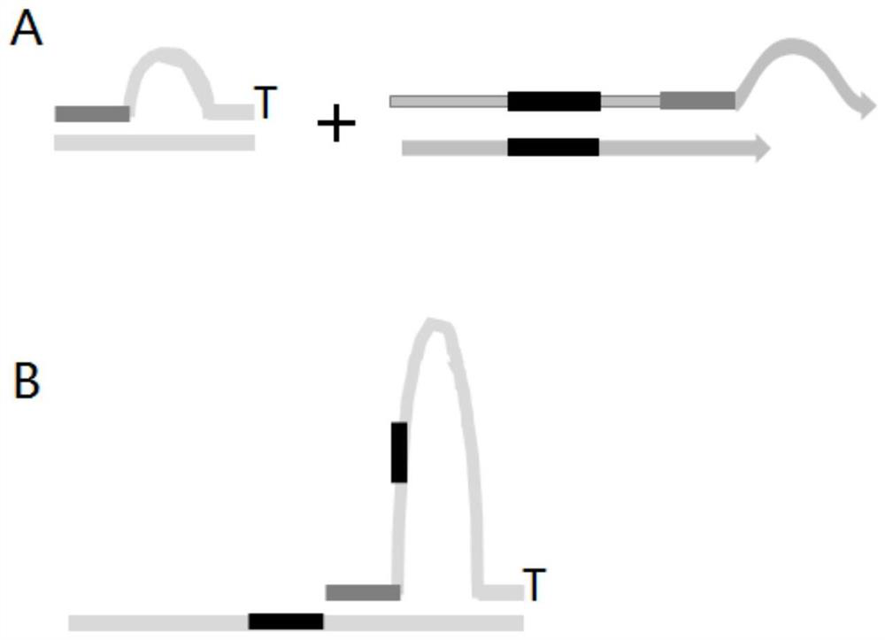 Double-ended library tag composition and application thereof in MGI sequencing platform