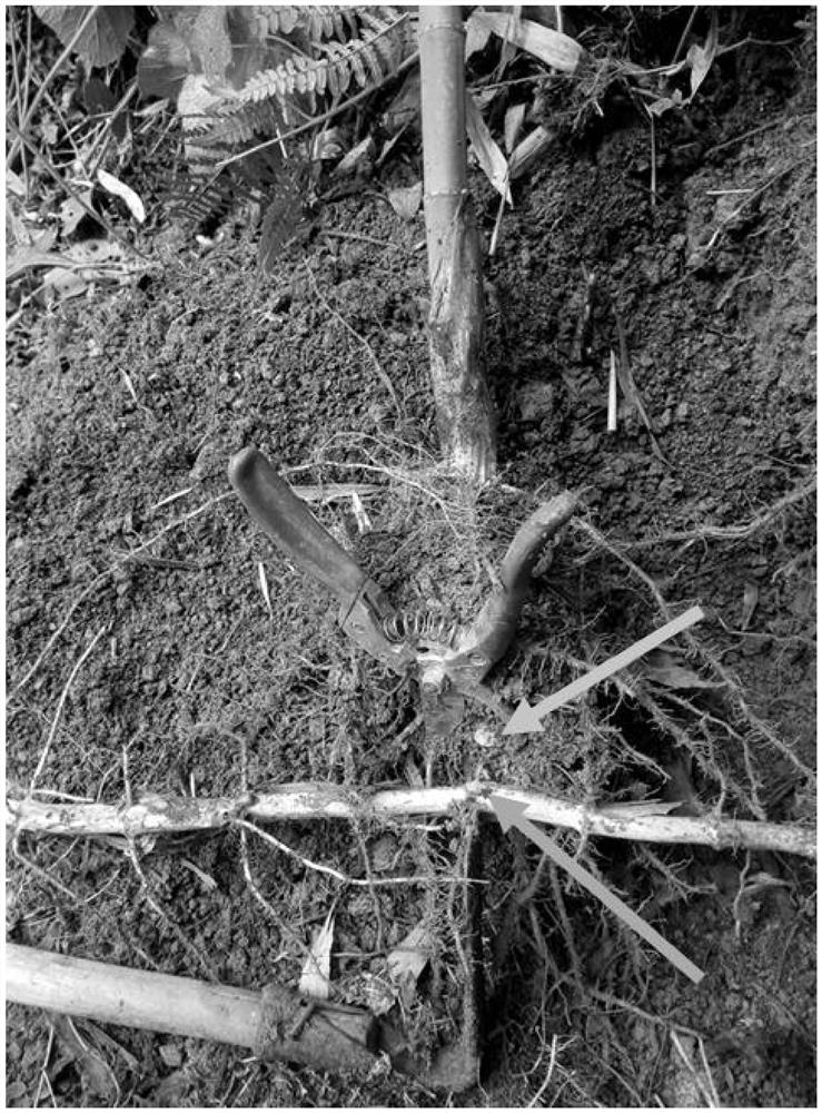 A kind of method for transplanting the transitional body of Bamboo bamboo shoots in Jinfoshan square bamboo