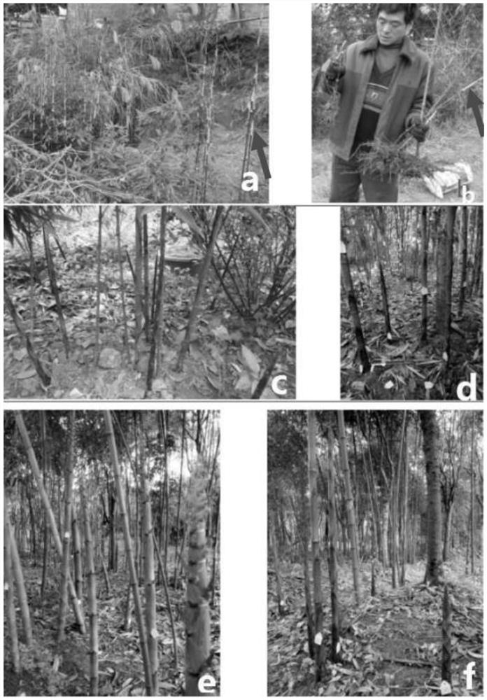 A kind of method for transplanting the transitional body of Bamboo bamboo shoots in Jinfoshan square bamboo