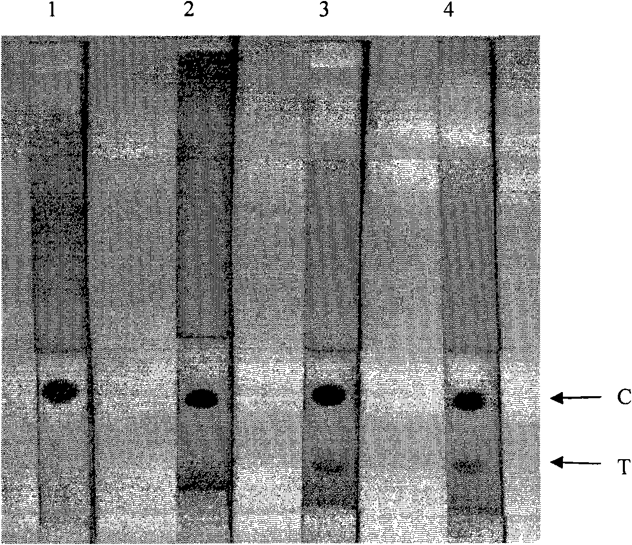 Method and a special kit for detecting bean pod mottle virus