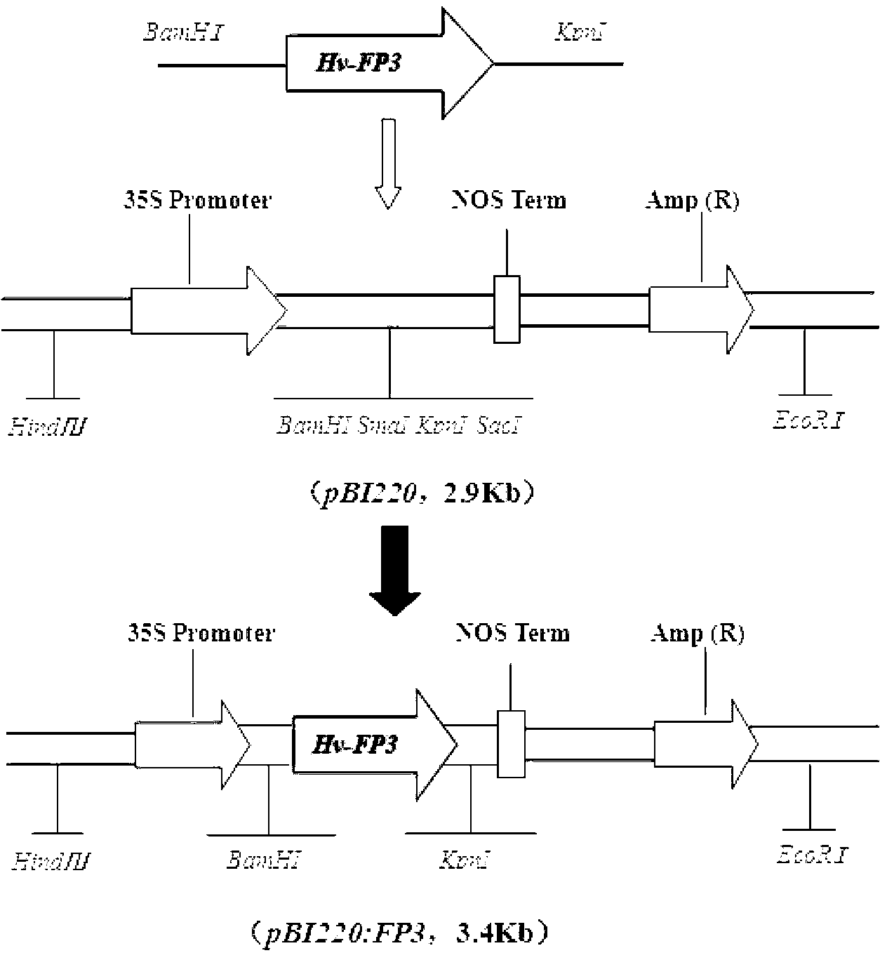 Haynaldia villosa metal transport protein gene, protein coded by haynaldia villosa metal transport protein gene and application of haynaldia villosa metal transport protein gene