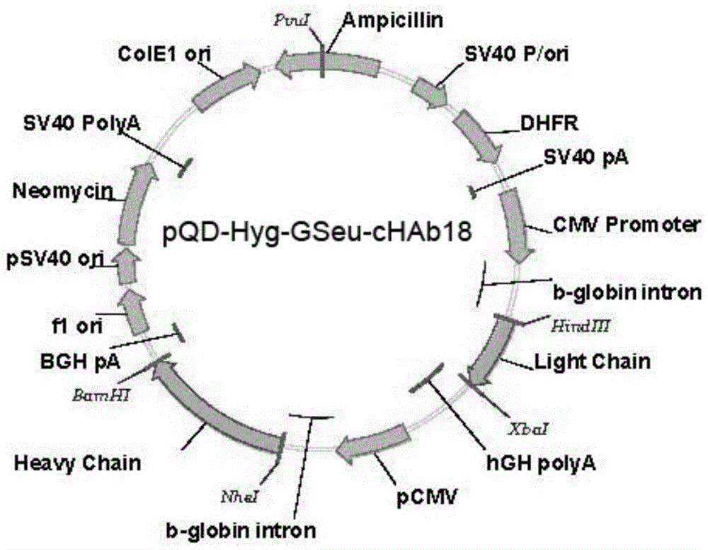 Humanized modified anti-CD147 chimeric antibody hchab18 and its application