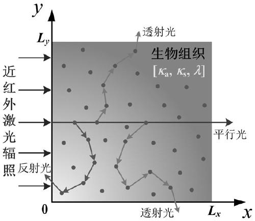 Method for simultaneously measuring photo-thermal physical property parameters of biological tissues