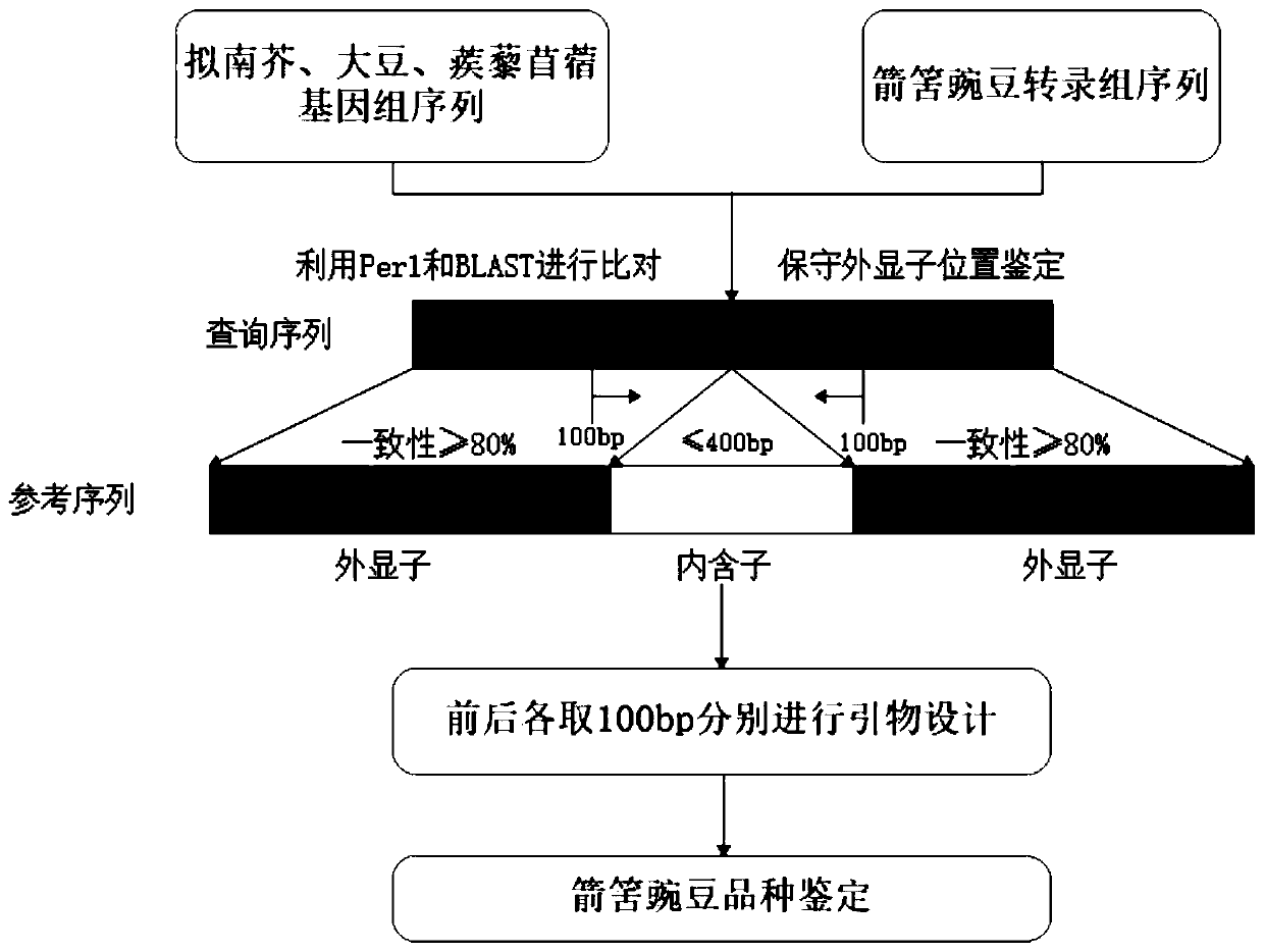 Vicia sativa ILP molecular marker primers and application thereof in variety identification