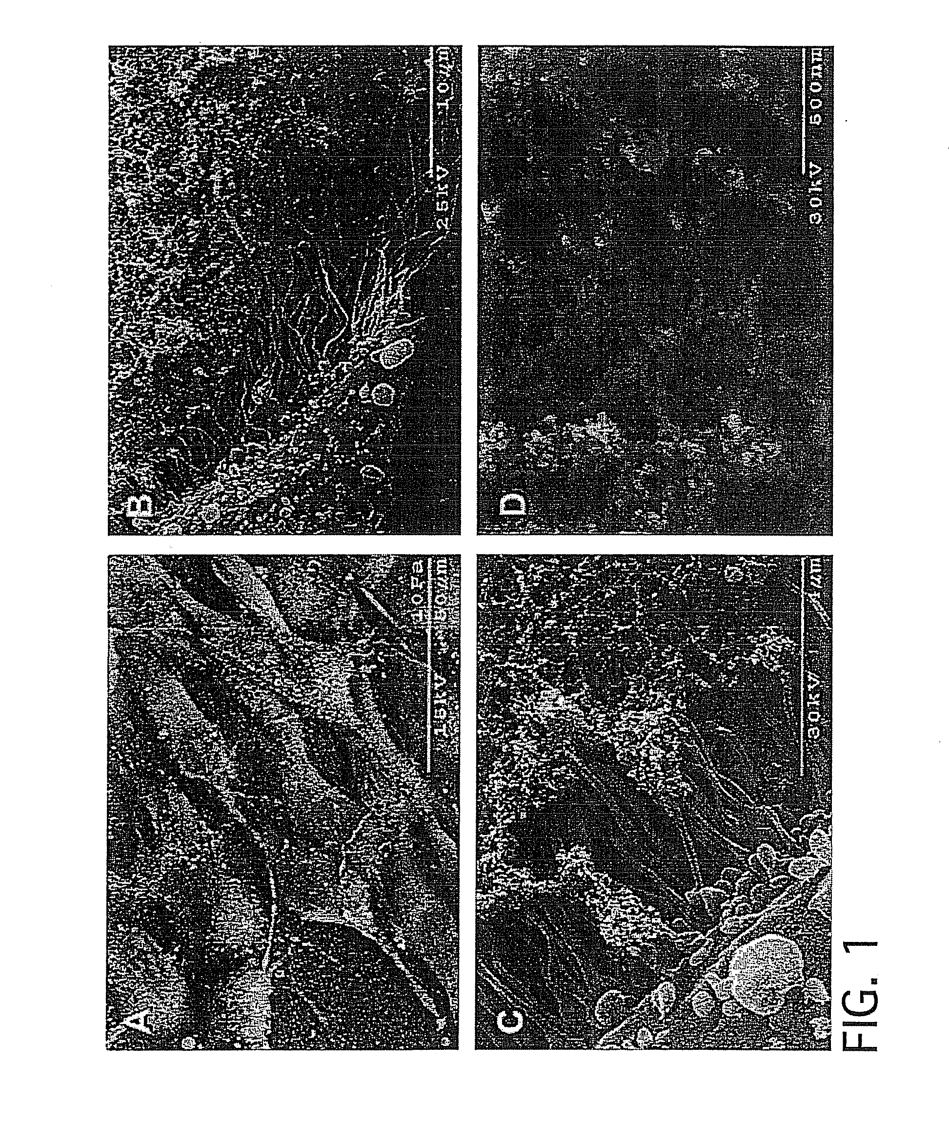 Methods and Apparatus for Manufacturing Plasma Based Plastics and Bioplastics Produced Therefrom