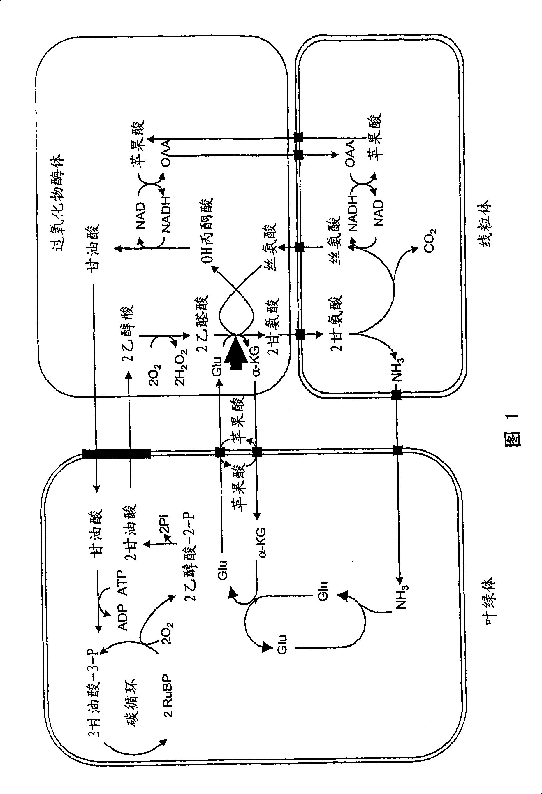 Method of elevating GGT activity of plant, plant with elevated GGT activity and method of constructing the same