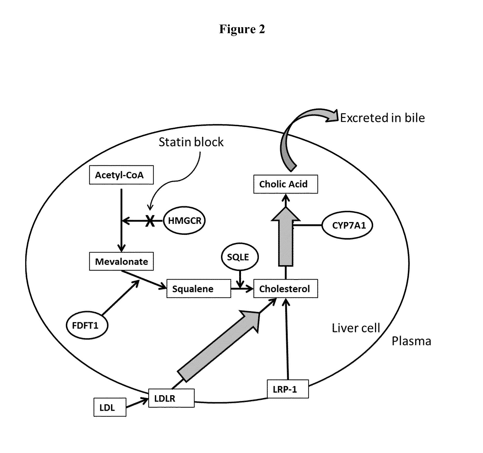 Compositions and methods of altering cholesterol levels