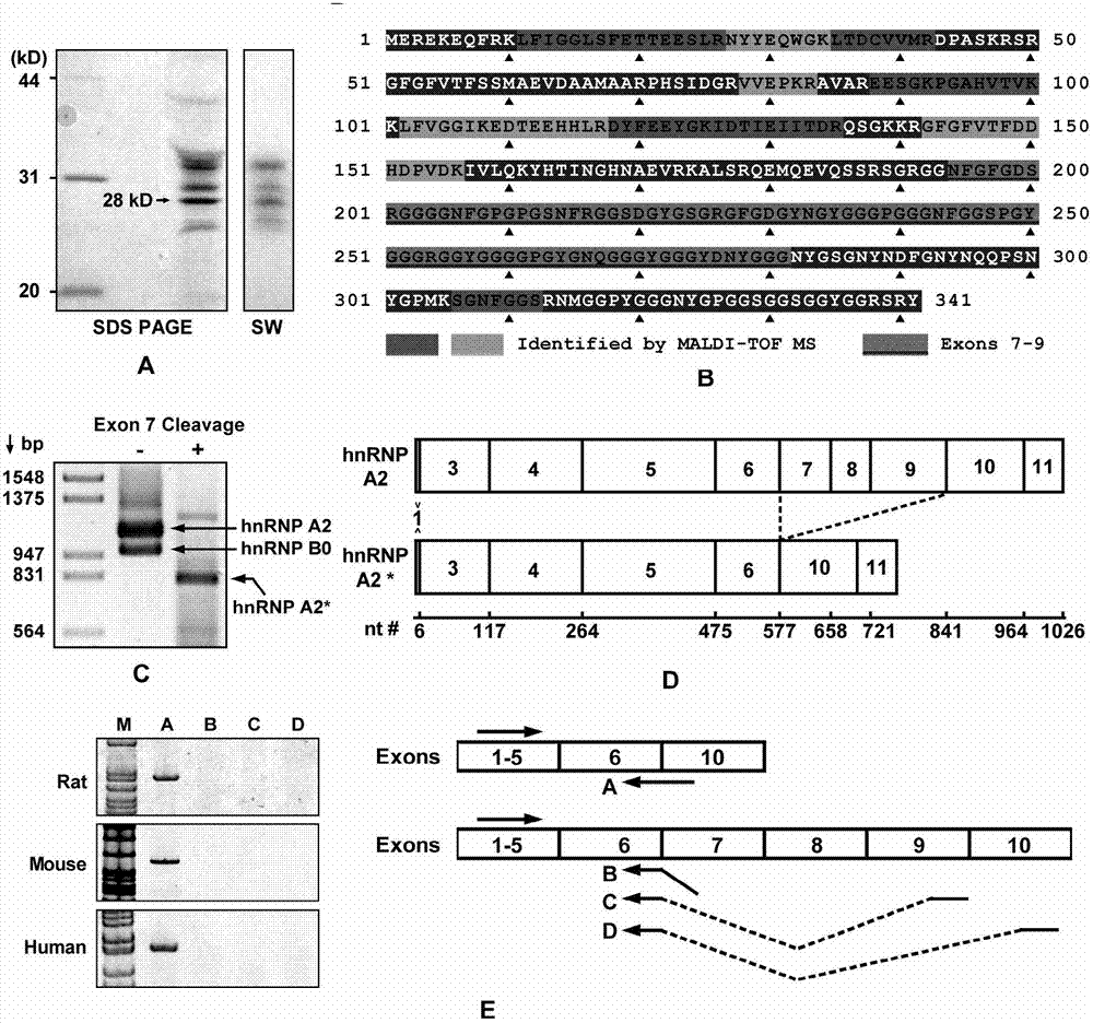 hnRNP A2* protein, nucleic acid for coding protein and application thereof