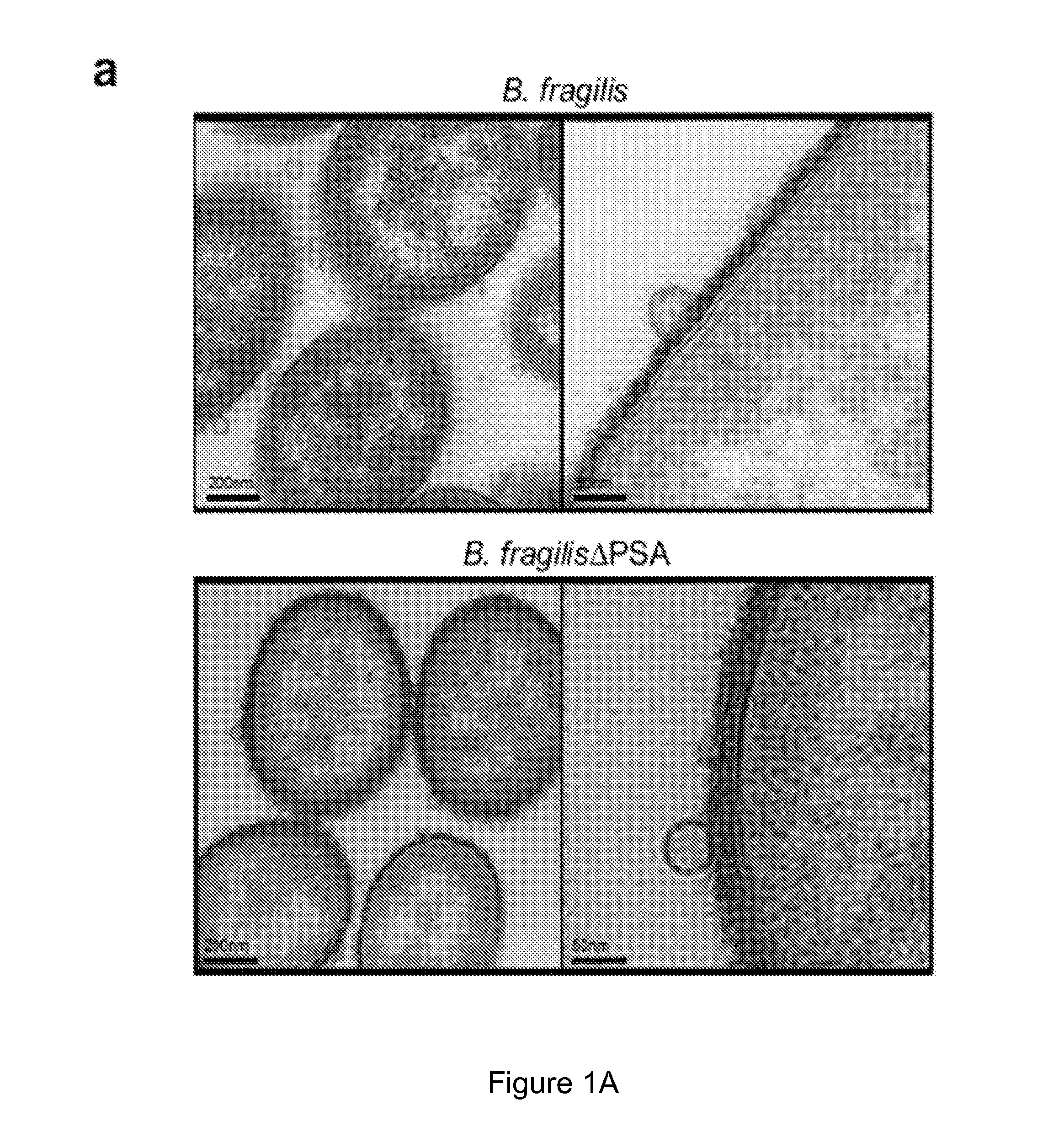 Vehicle for delivering a compound to a mucous membrane and related compositions, methods and systems