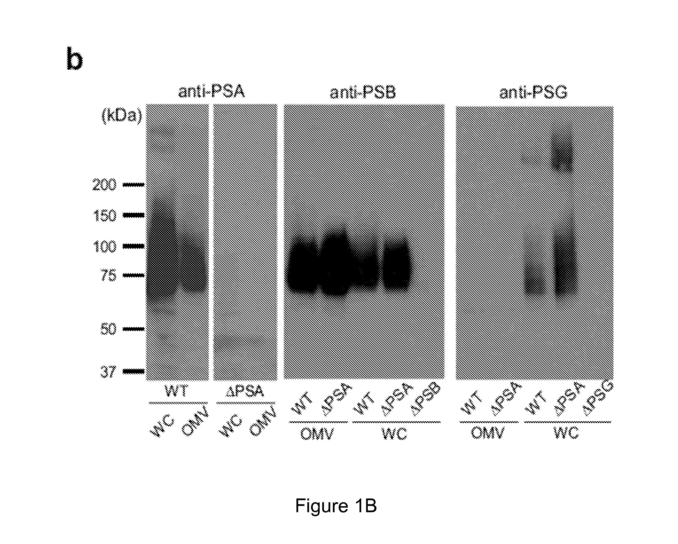 Vehicle for delivering a compound to a mucous membrane and related compositions, methods and systems