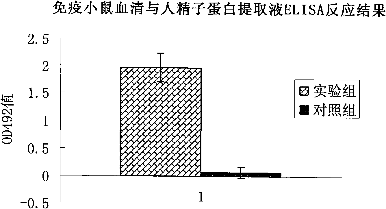 Human epididymis protease profilin immunological contraception polypeptide