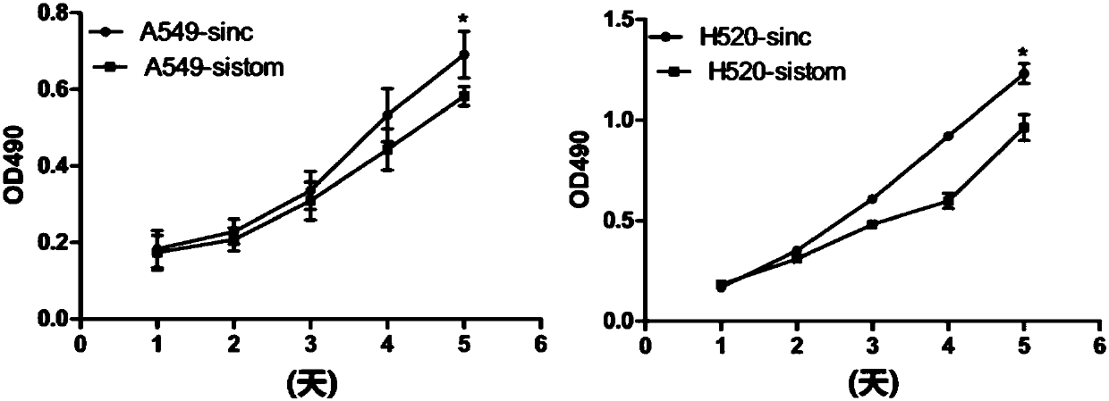 Application of stomatin protein and its coding gene in diagnosis and treatment of lung cancer