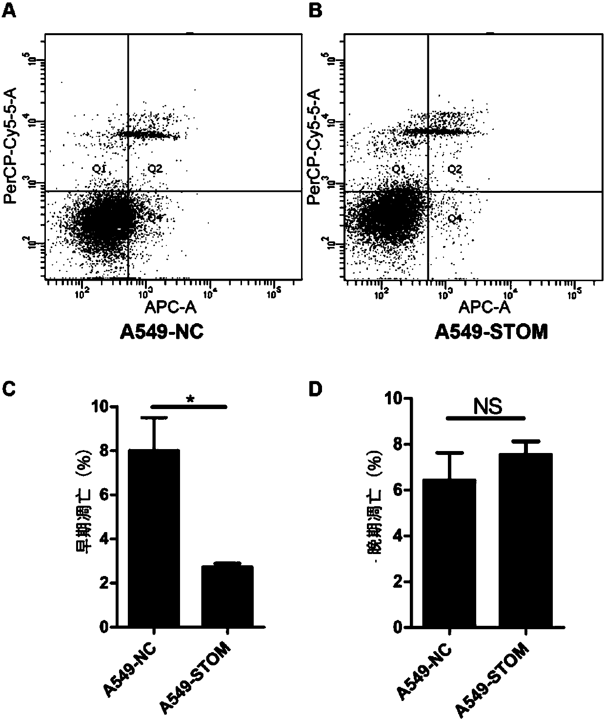 Application of stomatin protein and its coding gene in diagnosis and treatment of lung cancer