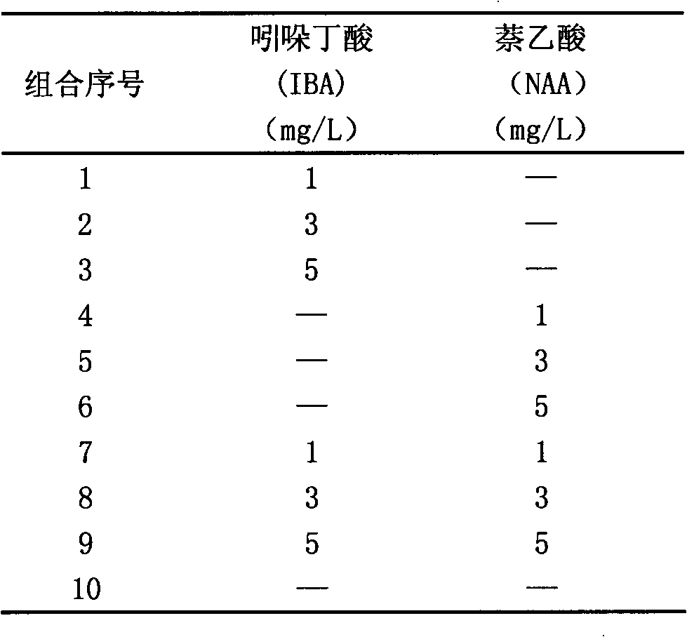 Rapid propagation method of huperzia serrata