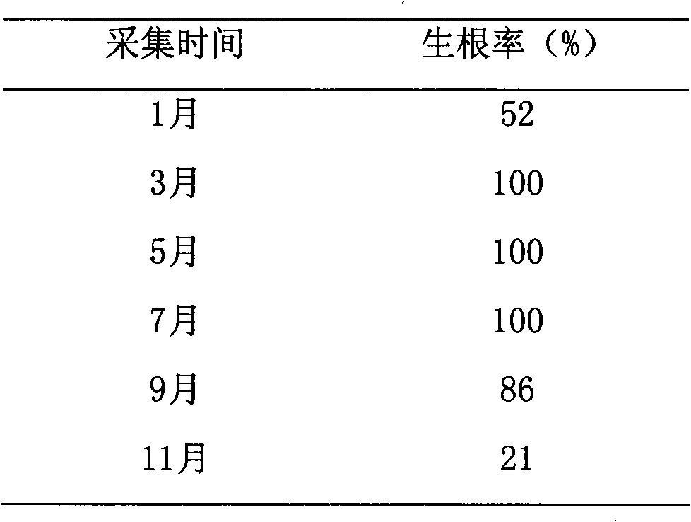 Rapid propagation method of huperzia serrata