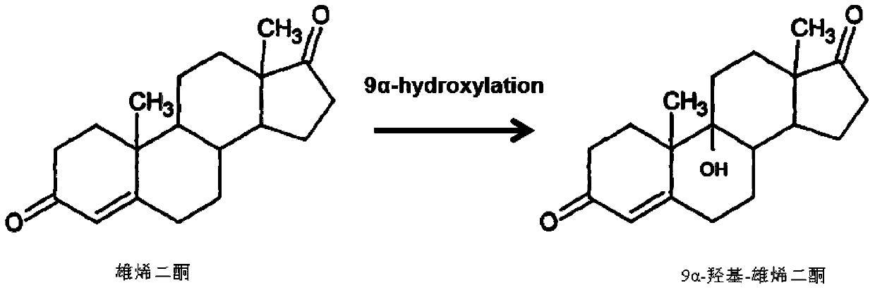 Method for preparing 9alpha-hydroxide-androstenedione by utilizing microbial conversion