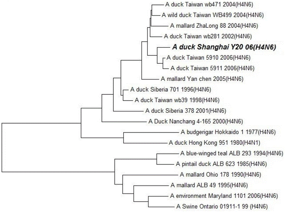 A duck-derived h4n6 subtype avian influenza virus strain and its application