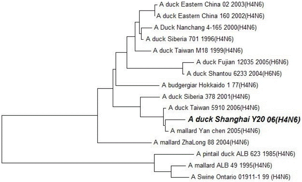 A duck-derived h4n6 subtype avian influenza virus strain and its application