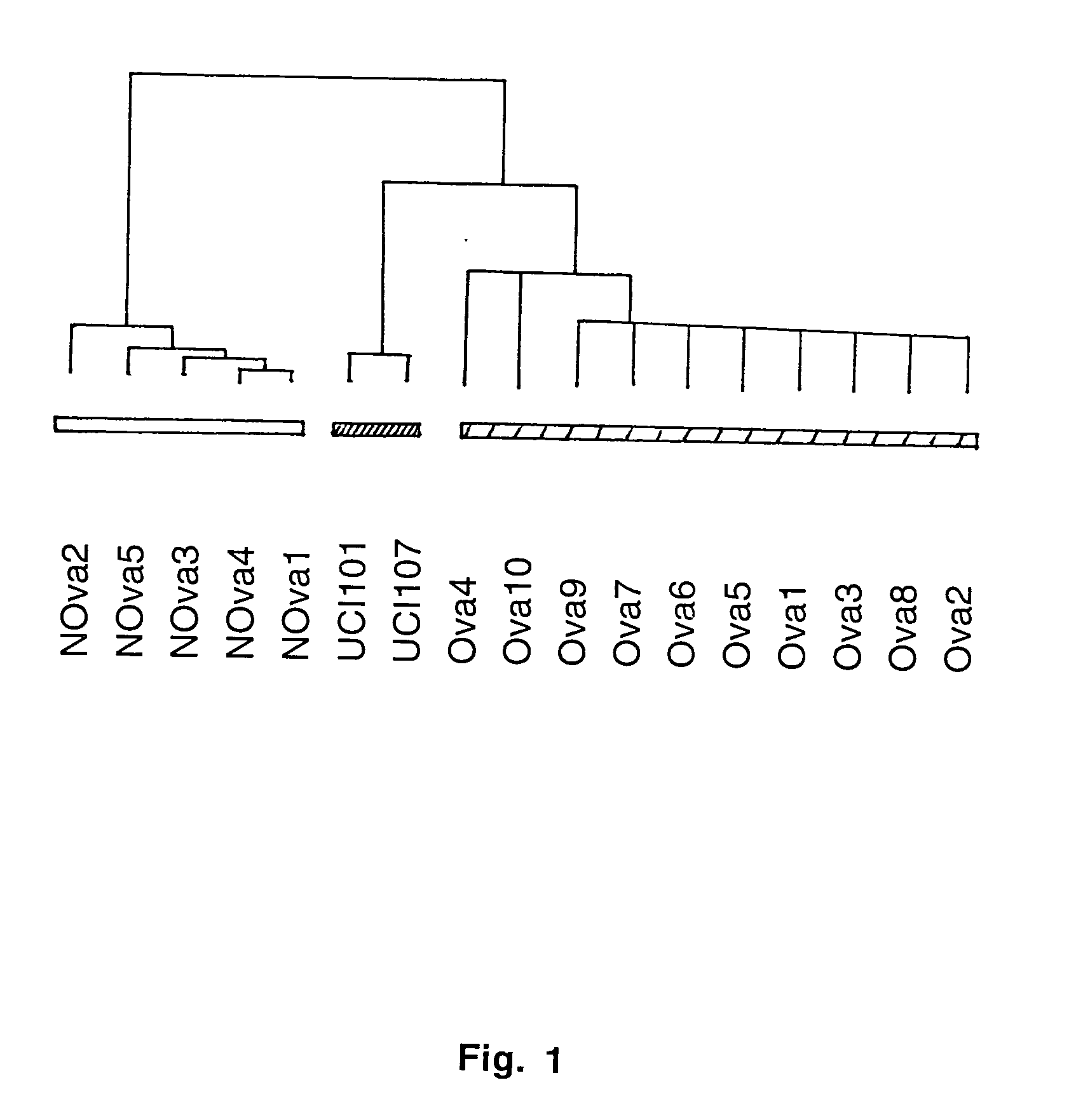 Gene expression profiling in primary ovarian serous papillary tumors and normal ovarian epithelium