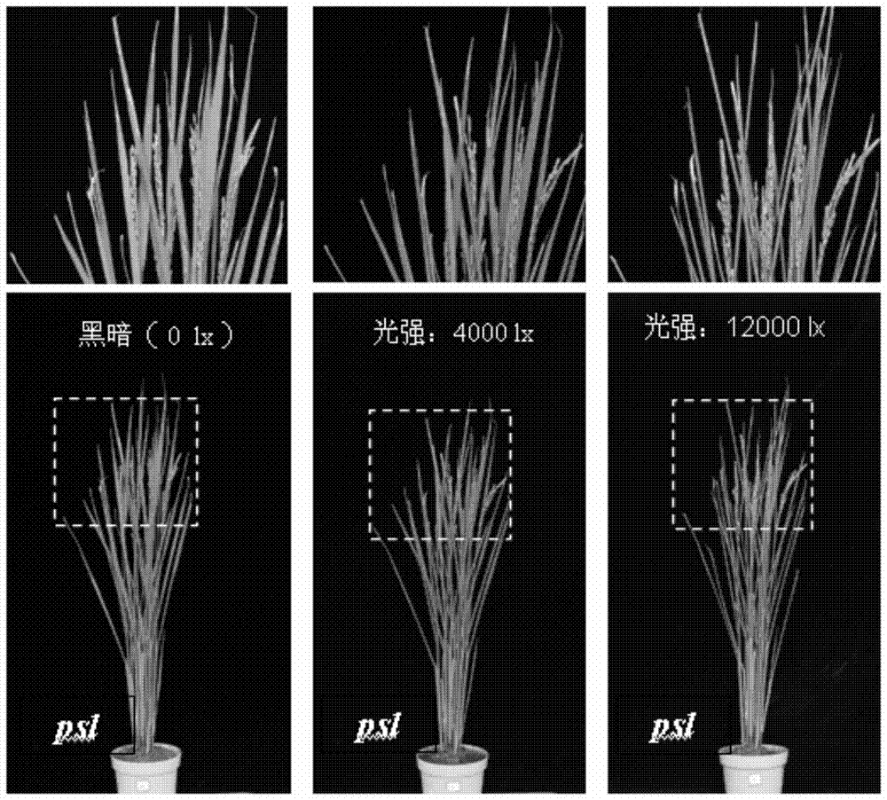 Rice light sensitive leaf rolling gene psl1 and its application