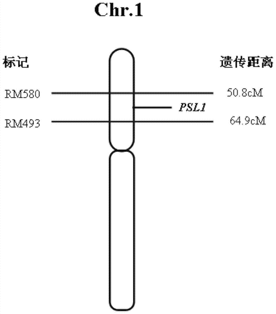 Rice light sensitive leaf rolling gene psl1 and its application